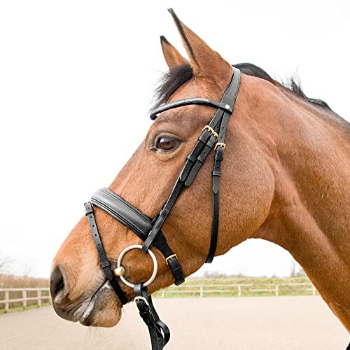 Side view of a brown horse wearing a bridle