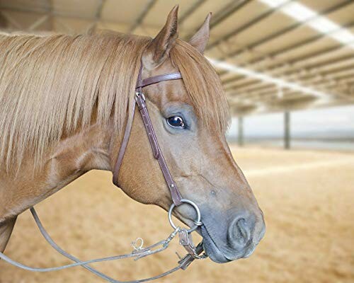 Close-up of a horse's head with bridle indoors.