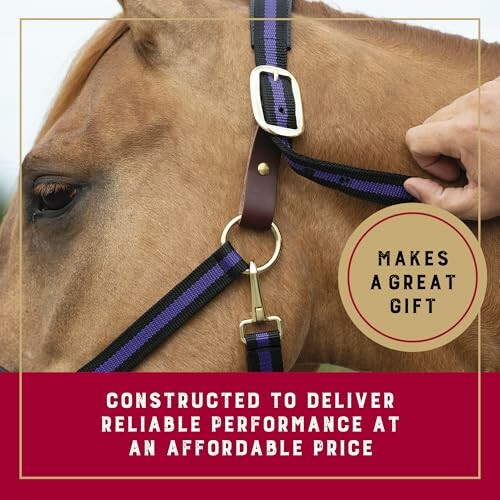 Horse wearing a halter with text about affordable performance.