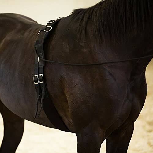 Horse with a lunging strap on its body.