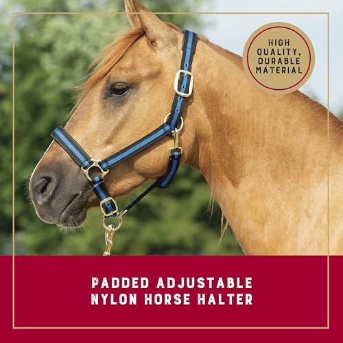 Horse wearing a padded adjustable nylon halter